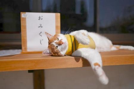 西日本豪雨災害で被災した家屋を解体中に保護された赤ちゃん猫　神社に引き取られ幸せに暮らす　先代を継いで２代目“名誉宮司”にも就任