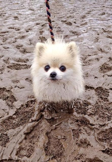 「泥からポメ生えました？」真っ白な犬がどろどろの地面でにっこり「チョコフォンデュみたい」「確かに生えてる」と反響