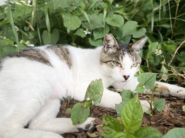 広島で虐殺された猫は野生化した「ノネコ」ではなく、地元でかわいがられていた「地域猫」だった（ photoACよりmary0000さん撮影、イメージ画像で殺害された猫ではありません）