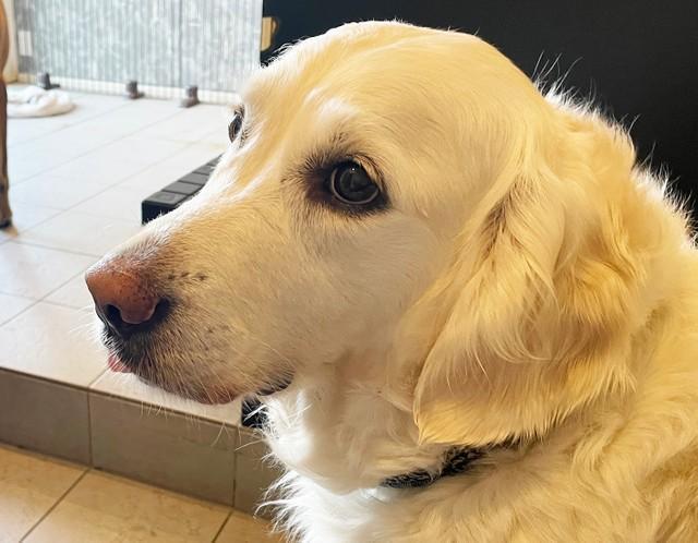 元捨て犬のめご（メス）