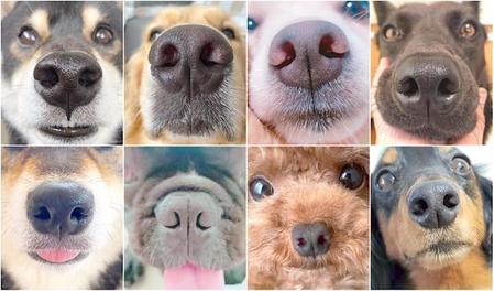 鼻紋登録をした犬たちの鼻画像（S’more提供）