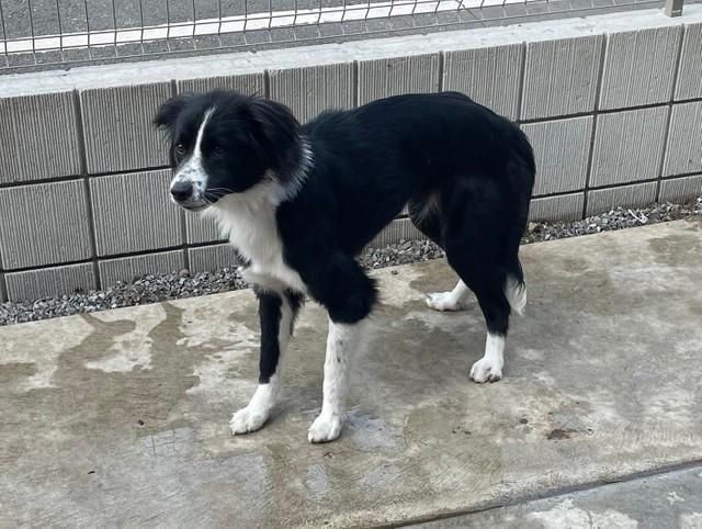 秋田犬ミックスの保護犬・ラルール（メス・推定1～2歳）