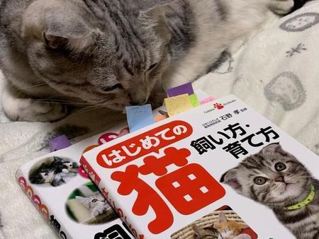 いっぱい勉強してくれたよ。猫はサスケくん＝みふゆ(三冬)さん（@mifuyu_916）提供