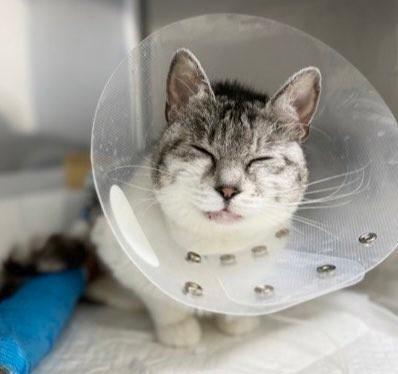 虐待で足を大けがした猫を保護　切断を迫られたが…皮膚移植手術を決断「また走り回れるようになって」