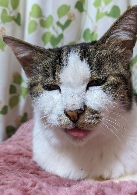 家に入ってくるようになった地域猫を家族に迎えて…何にも代えがたい19歳のご長寿猫との日々