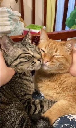お顔とお顔をくっつけて眠る猫さん2匹がTwitter上で話題に（「かぎしっぽすず&つむぎ」さん提供、Twitterよりキャプチャ撮影）