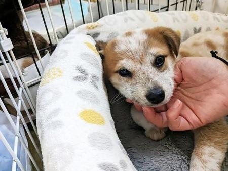 野犬から生まれた推定2歳の保護犬・ショウくん