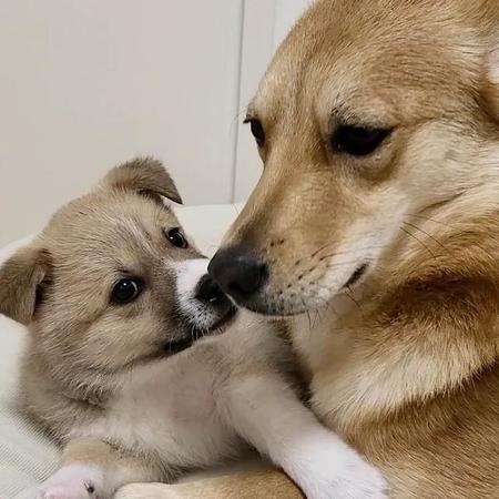 子犬のさくちゃんと先住犬のさくらちゃん＝suzuandsakuさん提供