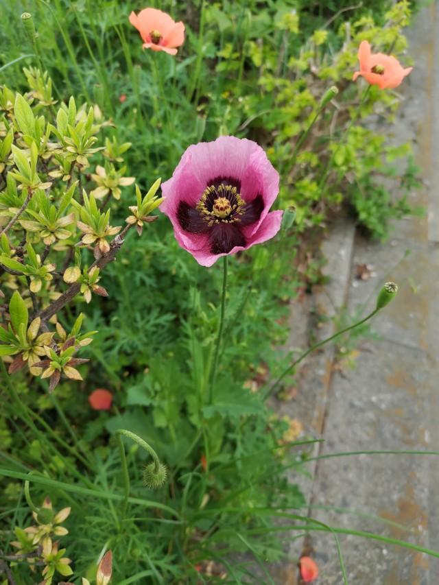 埼玉県の道端に生えていた花。見た目はかわいいけれど…（提供写真）