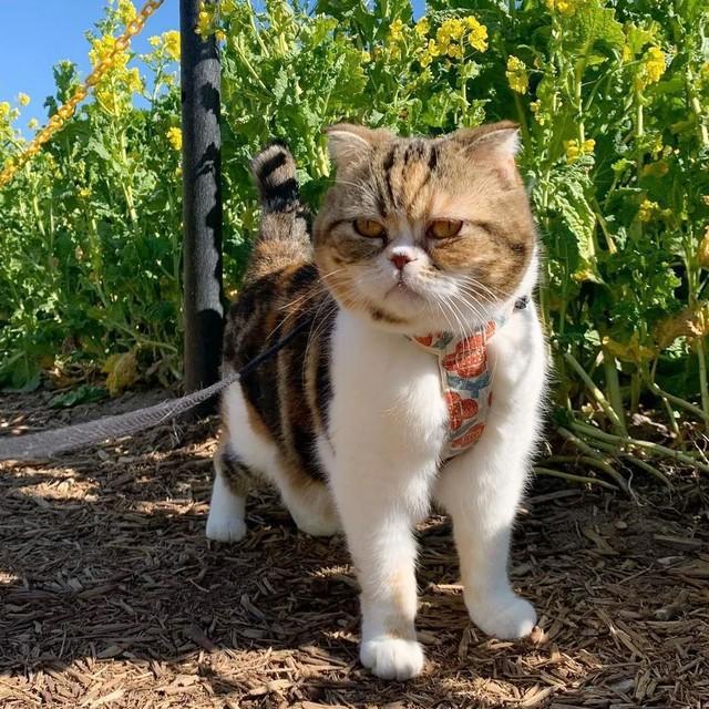 売れ残って→繁殖猫…5年間も狭いケージで出産を繰り返してきた味醂ちゃん　世界の広さを知って「お散歩大好きガール」に