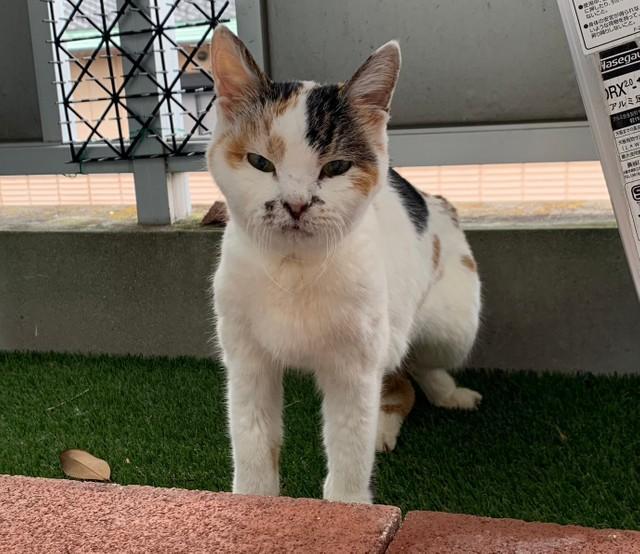 亡くなる3日前に。ご飯食べる！といって飼い主さんに近寄ってきました。