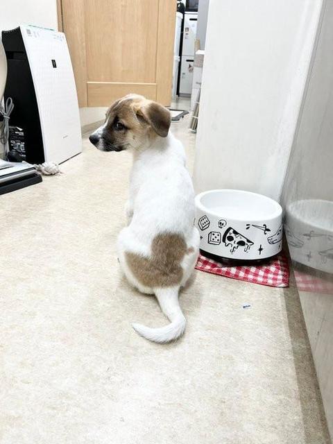 背中に鳥さんの見事なシルエット!? 珍しい柄の保護犬、あひる君と命名される 「Twitterの鳥、こんなところにいたのか」と話題に