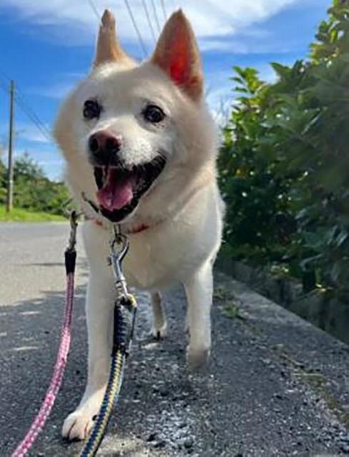 少し頑固な元野犬 「譲渡は難しいかも」とスタッフも半ば諦め…運命の人が施設にやってきた!