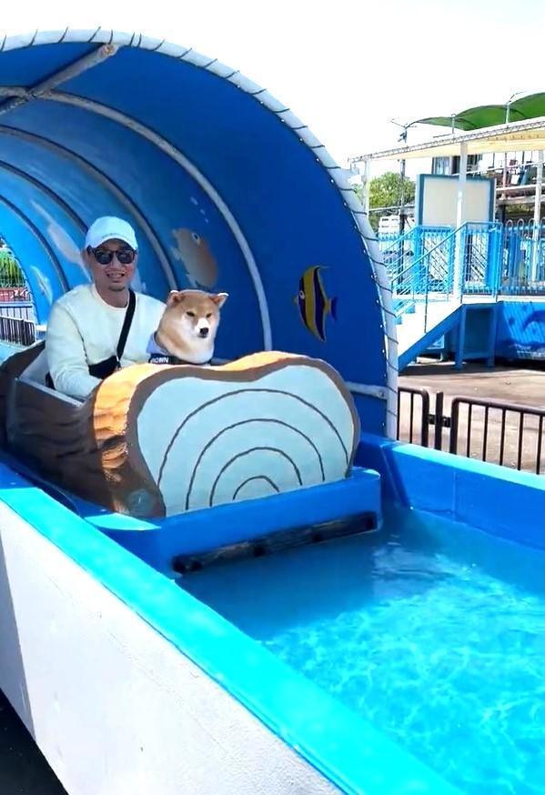 初めてのアトラクションに乗り込む柴犬さんがInstagramで話題に（「柴犬しげるブラウンくん」さん提供、Instagramよりキャプチャ撮影）