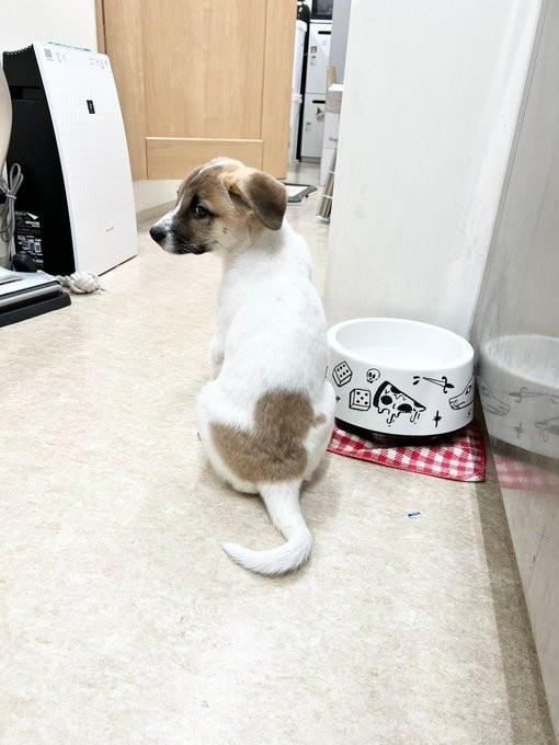 背中にあひるを飼っているの＝大師前どうぶつ病院さん（@6pikuuOTUnIU9W6）提供