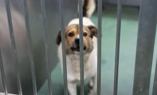 「噛むから」と見放された犬…愛護センターの柵に「危険」の表示　「人を好きになれるよう愛情を注ぐからね」保護団体スタッフは誓った