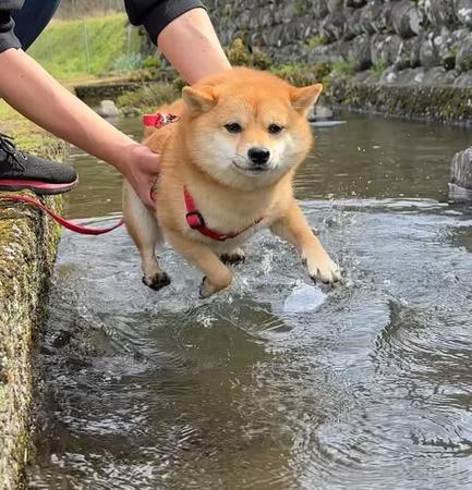 犬かきの練習をするショボン顔の柴犬さんが話題に（豆柴あさのんさん提供、Instagramよりキャプチャ撮影）