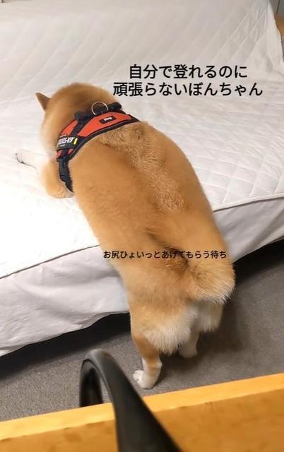 ソファに自分で登れるのに…「お尻を持ち上げ」待ちする柴犬　「是非ともやらせて頂きたい」コメント殺到