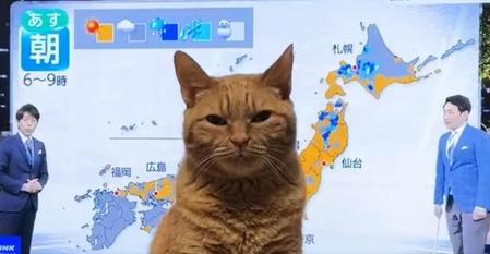 テレビの画面？に現れた猫の”気象予報士”が話題に（田中よーちんさん提供、Twitterよりキャプチャ撮影）