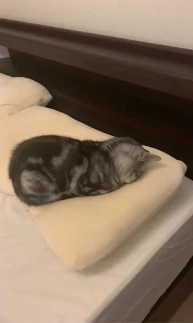 「ごめん寝にベストな位置を調整する猫」が可愛すぎ！　「正しいごめん寝姿勢とは」「一生見ていられる」