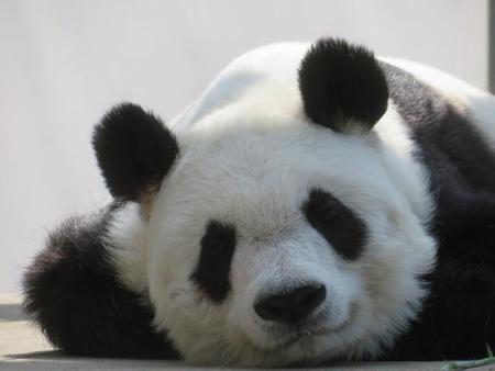 非公開続く神戸パンダのお庭、丸ごと目隠ししたら…？　の～んびり連発「いつものタンタン」にファン大感激！飼育員に聞いた
