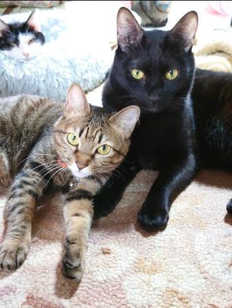 年子だが、母猫は同じ。右側がトマトくん、左側がイチちゃん＝gatita_himawariさん提供