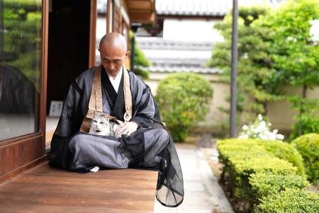 住職の膝の上に飛び乗りフミフミ、ウトウト　京都・石田三成一族の菩提寺で暮らす猫　その名も「彼岸」　