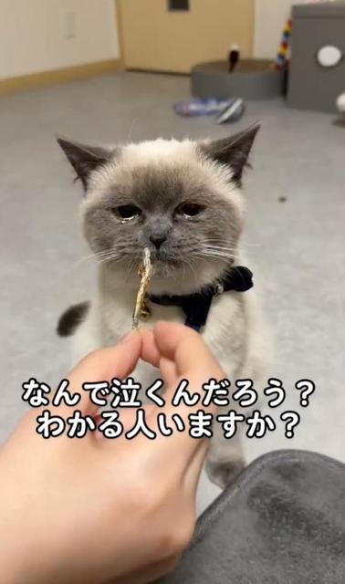 おやつを食べると涙が出てくる猫さんが話題　猫風邪の後遺症？鼻が低いから？飼い主に聞いた