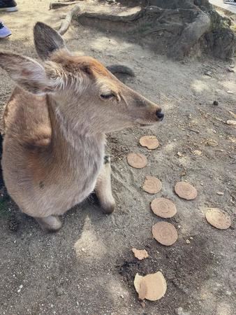 奈良公園のシカ、鹿せんべいに飽き飽き！？ ソフトクリームを食べさせる外国人を目撃　注意守らぬ観光客も