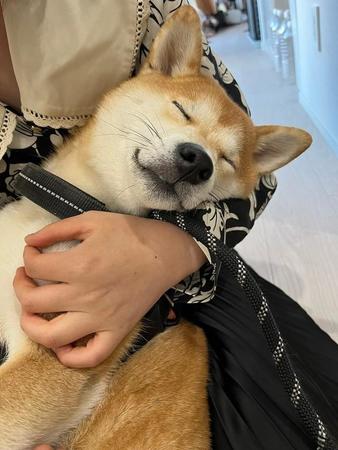 安心しきった寝顔（画像提供：柴犬ユイさん）