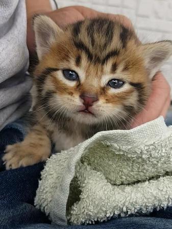 子猫の時＝渡邊さん提供