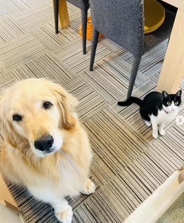 ふと見ると…シンクロしている犬と猫が話題に（efrinmanさん提供、Instagramよりキャプチャ撮影）