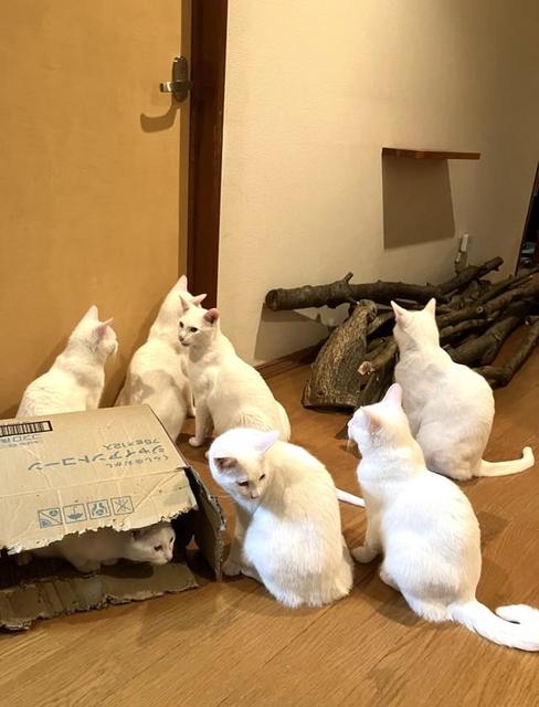 「部屋前に白猫が集合」いったい何があるの？　「出待ちだぁ～」「なんです、この召喚魔法？」