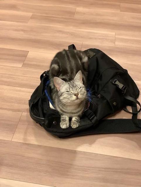 猫「お仕事、行かせないニャ～」ご機嫌スマイルでバッグの上にお座り「ご満悦」「笑ってるー」「うちも」