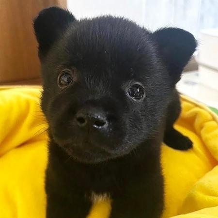 他の姉妹ワンコたちにご飯を食べられてもおっとりのはるこちゃん