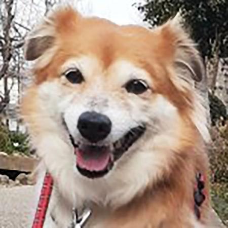 沖縄からやってきたタレ耳がかわいい保護犬・サナ