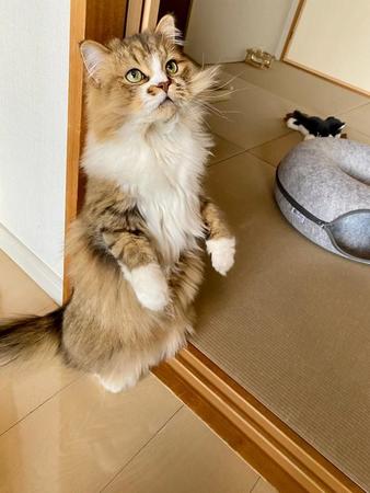 夢はピザ職人！？ スリッパ持ってダイナミックに振り回す猫さん 「ボクもやりたくなったにゃ」