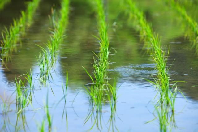 田植え後の水田　※写真はイメージです（Paylessimages/stock.adobe.com）