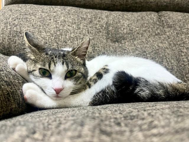 猫を飼い始めて1週間「家にいる！って何度もうれしくなっちゃう」　喜びかみしめる投稿に先輩たちが共感「下僕生活おめでとう」「猫沼にようこそ」