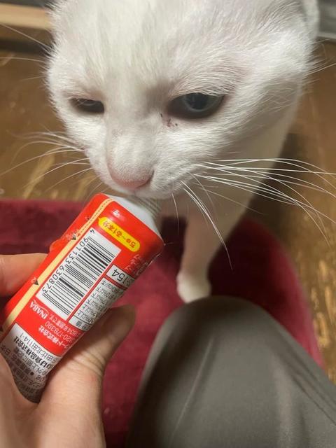 麦茶と麺つゆに続く商品相似形？　「危うくイチゴにかけるとこだった」　猫のおやつ・チャオちゅ～ぶがチューブタイプの練乳とそっくり！