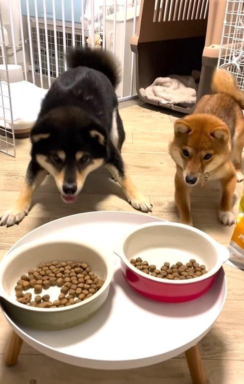 目の前のご飯を早く食べたくて、前足をバタつかせながら待つ柴犬兄妹の動画が話題（「豆福&amp;夢栗【まめふく&amp;ゆめくり】」さん提供、Instagramよりキャプチャ撮影）