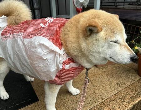 レインコートの代わりに…”しまむらカッパ姿”の柴犬さんがTwitter上で話題（「柴犬の見る夢」さん提供）　