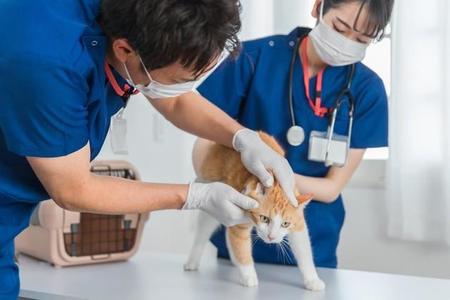 「保護した猫を動物病院に連れて行ったが、断られた」…獣医師が診察を拒否できる“正当な理由”とは【弁護士が解説】