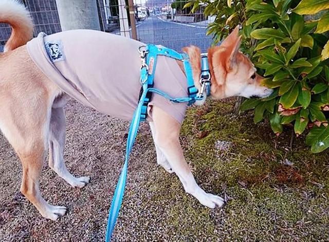 知らない人や車が怖い　甘え下手な保護犬　「あなたと仲良くなりたい」お散歩ボランティアが新しい飼い主さんになった