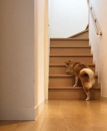 音だけでなく気配そのものを消しています…！(画像提供：柴犬ももさん)