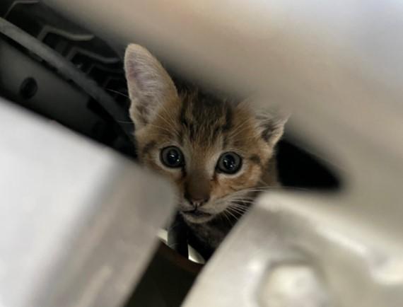 【梅雨の時期に増加】クルマのエンジンルームに入り込んだ猫にご注意を　「猫の命と愛車を守るため」JAFが注意喚起