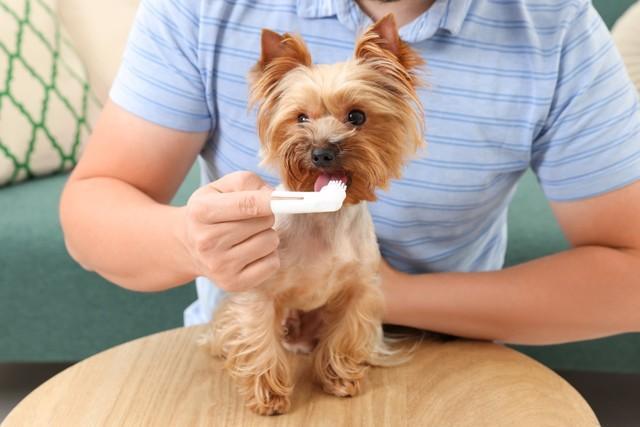 愛犬のデンタルケアを「毎日」している人は約3割　ケアで使用しているものは「歯ブラシ」が最多に