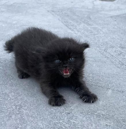 猫の声が鳴り止まず、車の停めてあったところに近付いたら、黒い子猫を発見。置き去りか？（mizさん提供）