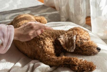 多くの獣医師が「飼い主によるペットの記録」が診察に役立つと回答　※画像はイメージです（ururu/stock.adobe.com）