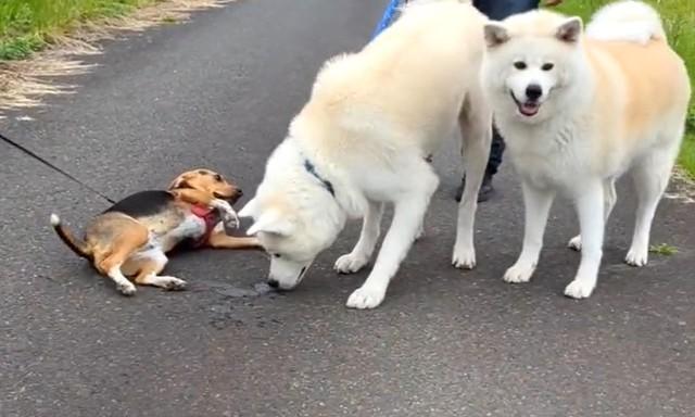 大好きな秋田犬に出くわすとスライディング腹見せをしてくるビーグル犬の動画が話題に（「秋田犬こゆきと愉快な仲間達」さん提供、Twitterよりキャプチャ撮影）